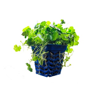 鱼缸活体真水草羽裂水蓑衣雨蝶雨裂蓑衣中后景草懒人淡水锯齿叶草