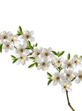 樱花树苗盆栽庭院种植大型高档四季绿化耐寒风景树正宗重瓣樱花苗