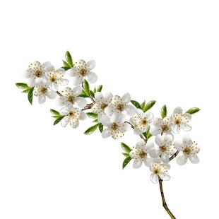 樱花树苗盆栽庭院种植大型高档四季绿化耐寒风景树正宗重瓣樱花苗