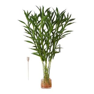 招财竹细叶富贵竹招财四季常青发财竹净化空气桌面植物水培绿植