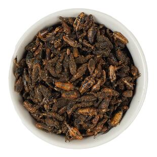 仙太医 野生金沙牛中药材10克 地牯牛 沙钻虫 沙牛 蚁狮 正品新货