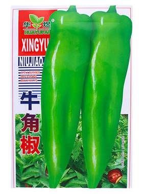 特大牛角椒特大耐寒耐热
