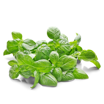 罗勒叶新鲜食用甜罗勒青酱制作