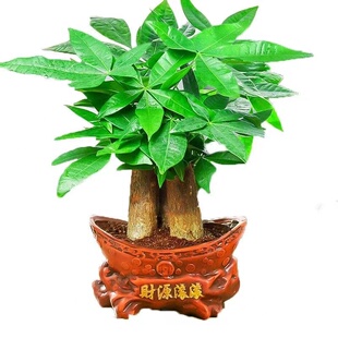 发财树室内小盆栽绿植花卉水培植物绿萝文竹四季好养活桌面客厅