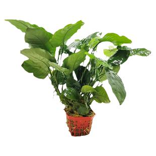 水榕水草活体鱼缸造景淡水植物懒人水族装饰阴性水草大叶榕大巴榕