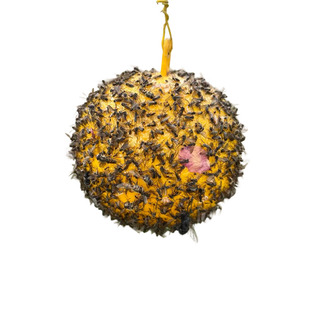 粘虫球丝瓜果实蝇贴诱蝇球针蜂马蜂色引诱剂果蝇诱捕器双面黄板纸