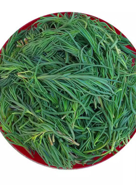 河北野菜黄须菜碱蓬水饺馅火锅菜