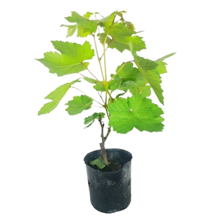 夏黑葡萄苗庭院盆栽无籽葡萄树苗耐寒南北方爬藤种植当年结果包邮