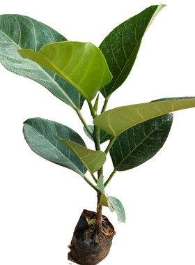 孟加拉榕树苗大叶榕观叶绿植常绿