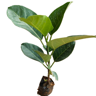 网红孟加拉榕盆栽大型绿植黄金榕高山榕树室内客厅落地橡皮面包树