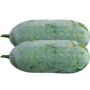 绿春小冬瓜种子传统小节瓜种籽春季秋冬季四季高产春庭院农家种孑