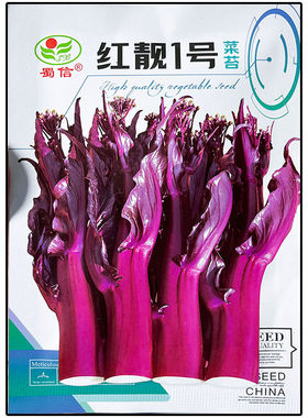红靓1号10g红菜苔种子孑籽高产粗