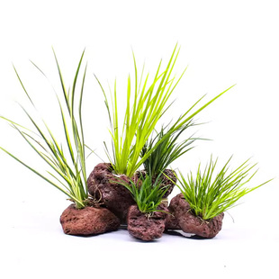 乌龟缸造景绿植菖蒲火山石定植俯石生态鱼缸水陆缸中后景水培水草