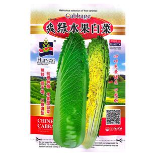 爽绿水果白菜种子 玉田系列水果型蔬菜种籽生长期70天 高产味甜脆