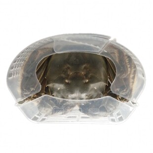 可青牌整箱第三代大闸蟹速装器螃蟹速装盒河蟹包装免捆扎棉绳塑料