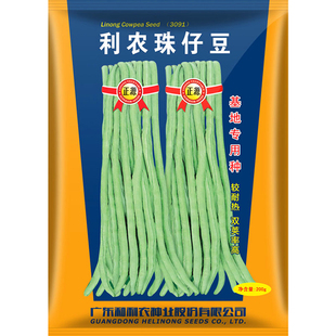 珠仔豆黑籽大肉猪仔豆角种子白条高产长豇豆种籽大全蔬菜种孑籽