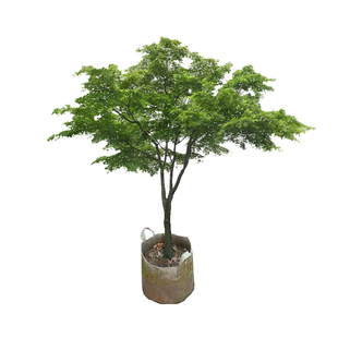 园林绿化苗庭院植物花卉日本红枫苗小叶鸡爪槭苗鸡爪枫苗风景树苗