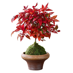 火焰南天竹盆栽苔藓球水培红叶耐寒植物办公室内桌面绿植禅意盆景