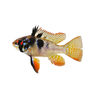 鱼官儿德系荷兰凤凰超级黑钻凤凰荷兰凤球短鲷热带鱼玻利维亚凤凰