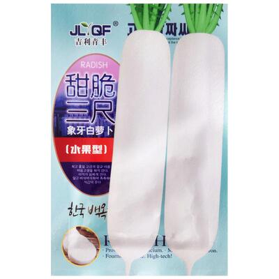 甜脆三尺象牙白萝卜种子白罗卜籽