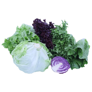 【千牛优福】新鲜生菜组合4斤球生菜红叶等6种沙拉蔬菜轻食蔬菜包