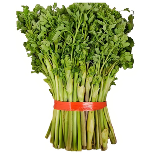 野生猫爪子种子山野菜种籽唐松菜种籽蕨菜籽野菜四季家庭蔬菜种子