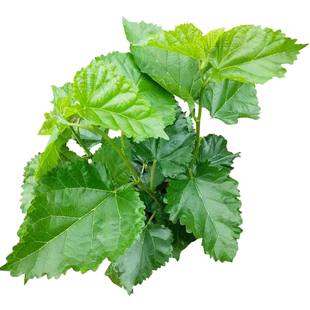 甄好货新鲜桑叶蚕宝宝食用大叶养蚕喂蚕小蚕农家现摘桑叶新鲜桑树