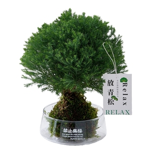 水培植物放青松办公室桌面绿植室内盆栽好养苔藓球雾凇创意懒人养