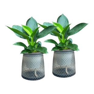 【两盆更划算】大叶金钻绿公主室内绿植盆栽办公室四季常青水培