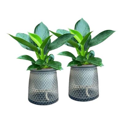 金钻绿公主办公室花卉植物