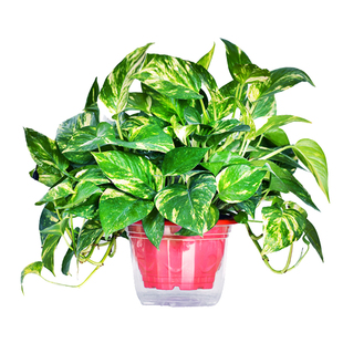 新品盆栽花叶绿萝黄金葛青叶萝除甲醛水培水养桌面盆栽植物水培