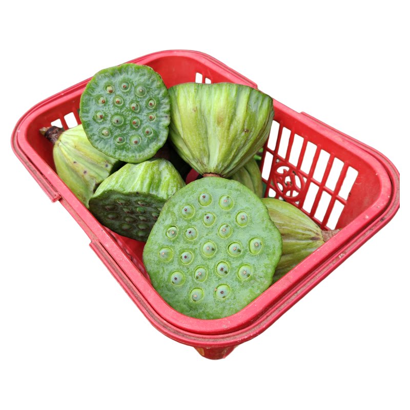 小莲蓬大湖区非种植鱼虾蟹菱角杂草共生纤维粗时令健康儿时水果