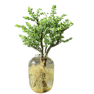 小叶女贞水培植物鲜切枝办公室花卉老桩造型绿植四季好养招财耐阴