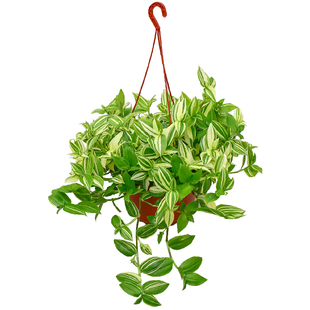 青白玉吊兰大盆绿植油画婚礼花叶鸭跖草室内客厅阳台耐阴垂吊植物