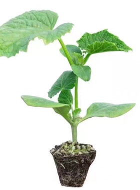 水果黄瓜秧苗哈密瓜羊角蜜蔬菜苗