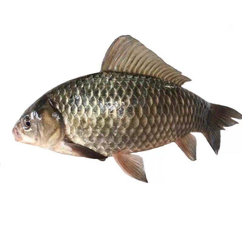 顺丰包邮湖北鲜活土鲫鱼 野河捕捉正宗野鲫鱼 现杀现发真空大板鲫