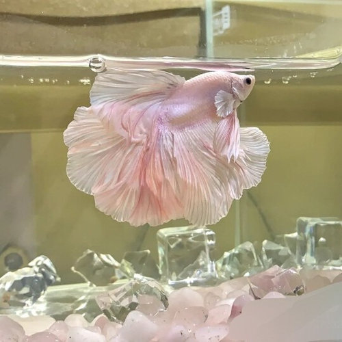 新款泰国斗鱼马尾狮王半月母斗鱼观赏鱼热带鱼活体宠物淡水鱼鱼缸