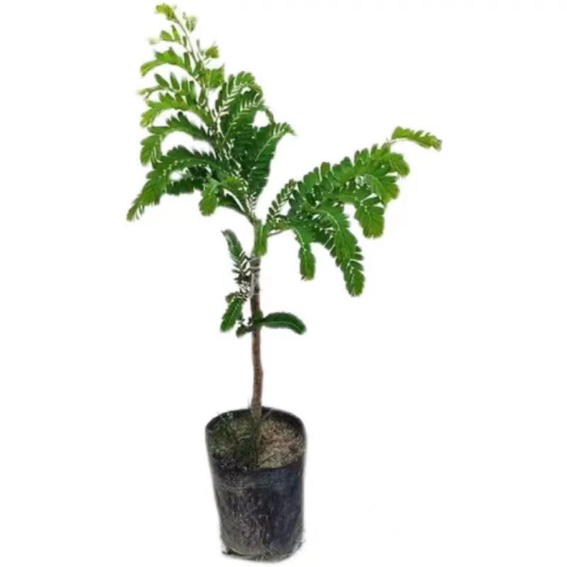 嫁接油甘树余甘子牛甘果树苗盆栽