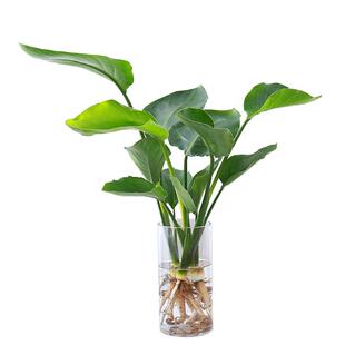 水培天堂鸟植物大绿植盆栽四季常青水养花卉鹤望兰室内阳台办公桌