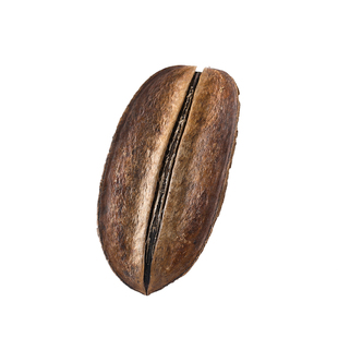 帕瑞壳进口天然植物标本果实果壳干果相框diy材料南美鱼缸造景