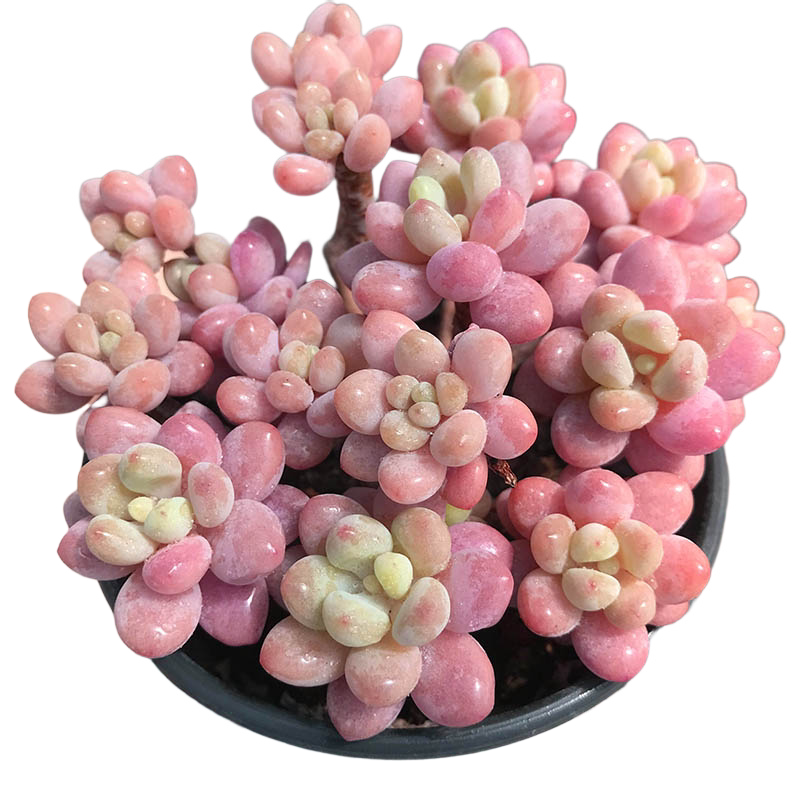 【一物一拍】洛可可鱼子酱达芙妮蒂芙尼多头群生多肉植物满18包邮