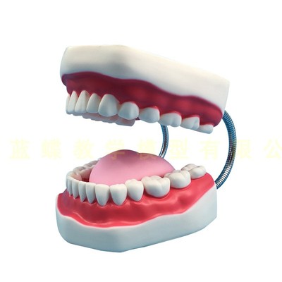 蓝蝶模型口腔牙齿护理保健放大