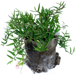 新鲜野半边莲苗正宗药用急解索耐寒耐冻阳台迷你盆栽花卉中药材苗