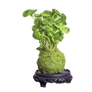 苔藓球铜钱草水培好养室内招财净化空气小盆栽办公室茶几桌面绿植