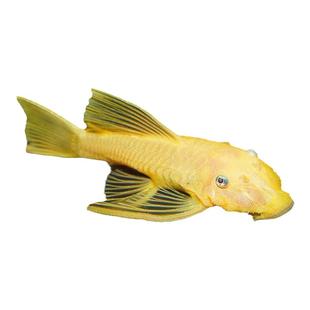 蓝眼大胡子大帆黄金工具鱼北京小型草缸动耐养热带鱼清缸除藻