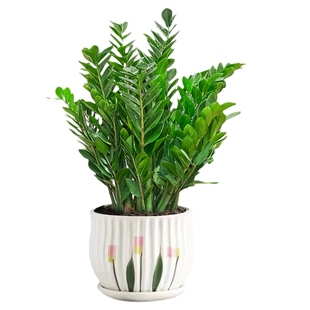 金钱树盆栽客厅花盆发财树花卉绿植树苗办公室四季好养钱串子盆栽