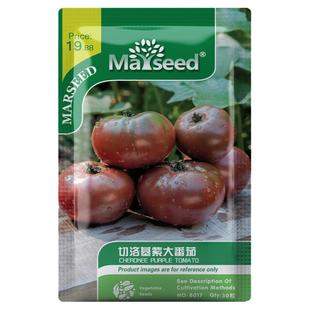 【官网高分】奶奶辈老品种牛排传家宝切诺基紫黑大西红柿番茄种子