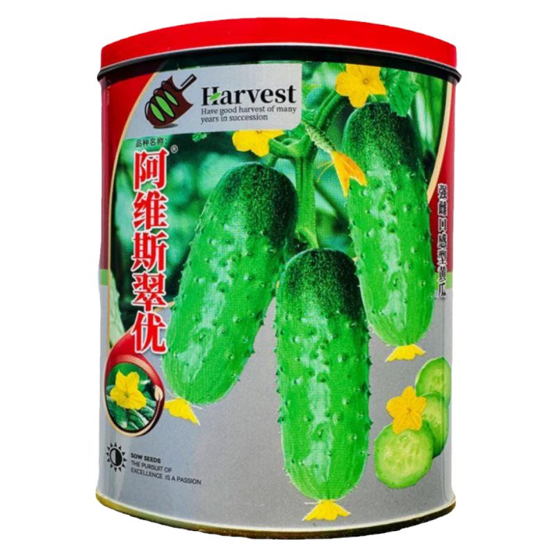 强雌性节节有瓜脆甜高产黄瓜种子