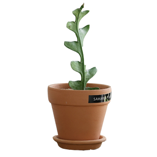 稀有植物绿植鱼之骨仙人掌奇特桌面植物室内盆栽鱼骨仙人掌盆栽