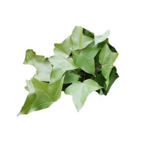 新鲜枫叶1/2斤广西黑米饭植物染料枫树叶香枫叶乌米饭叶现摘现发